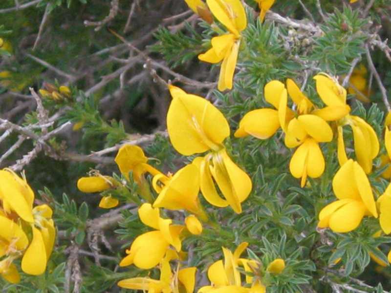 Genista corsica...